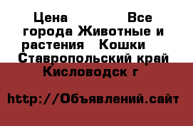 Zolton › Цена ­ 30 000 - Все города Животные и растения » Кошки   . Ставропольский край,Кисловодск г.